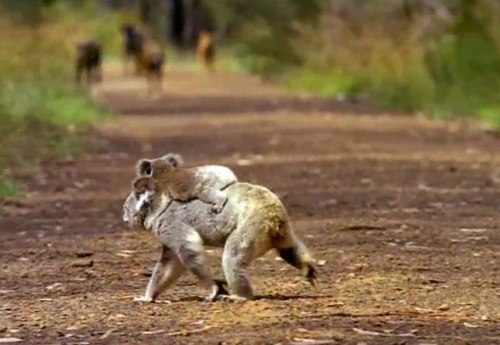 A koala carrying a joey crosses a track in front of a group of wild dogs