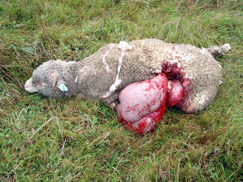 A sheep with internal organs exposed after a dog attack