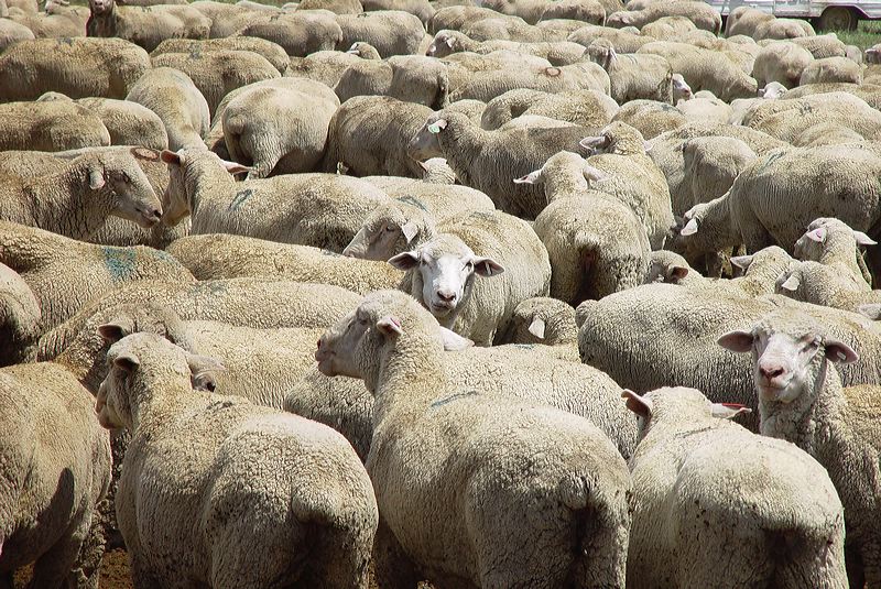 A flock of sheep