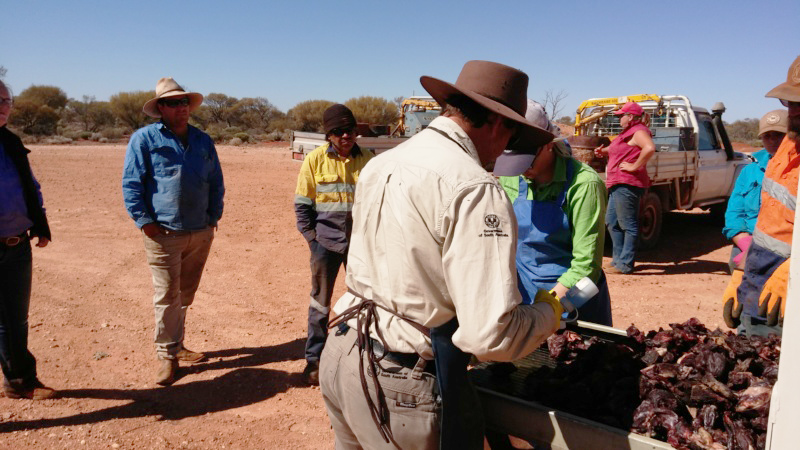 Biteback officer Chris Havelberg injecting baits for landholders