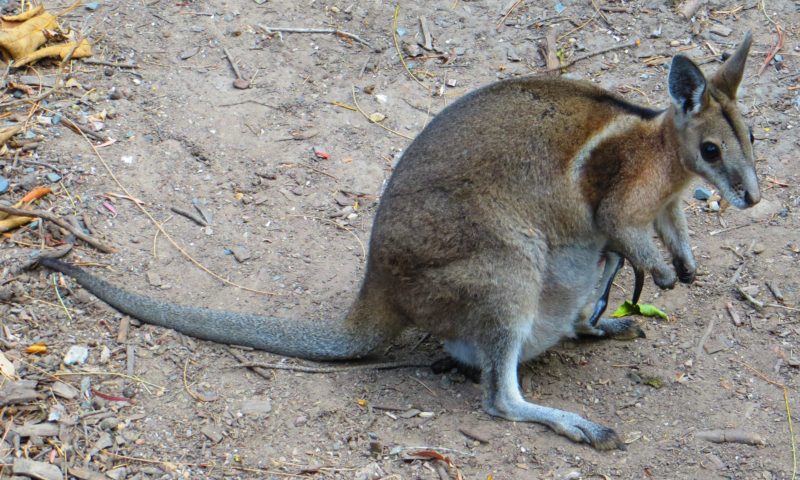 A bridled nail-tailed wallaby