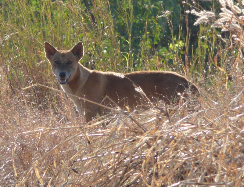 A dingo in the long grass