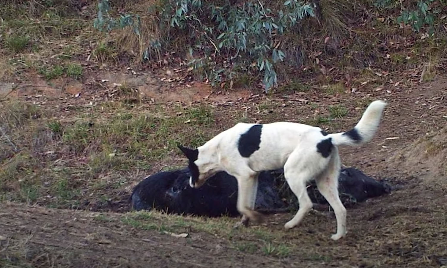 A wild dog next to the body of a cow