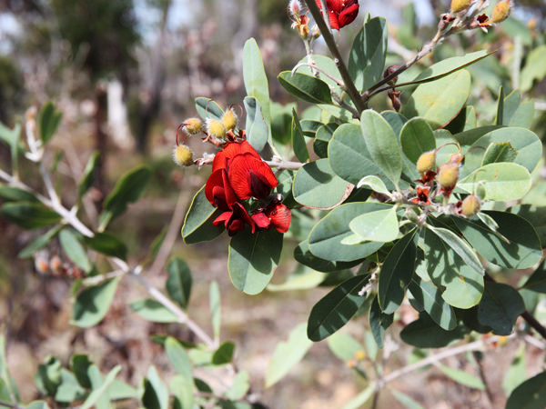 Heart leaf poison bush