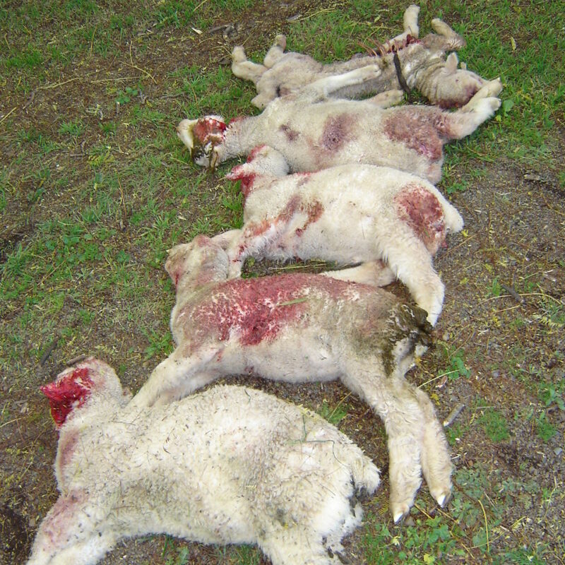 Five lambs that have been killed by wild dogs are laid out on the ground