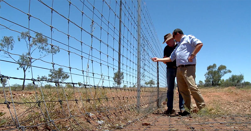 Two men inspect an exclusion fence