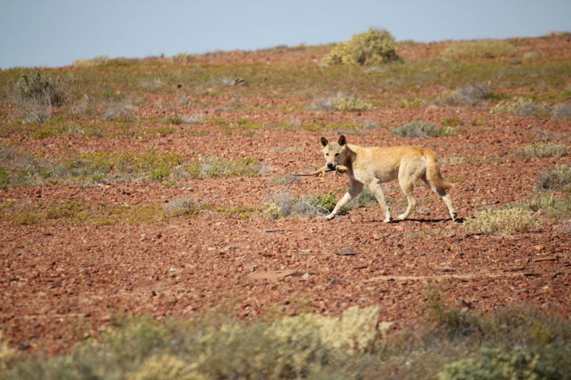 A dingo with a bearded dragon in its mouth