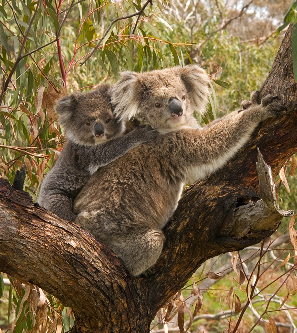 A koala with joey in the fork of a tree