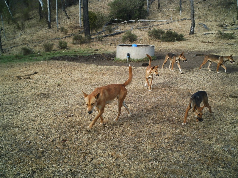 Five wild dogs roaming in a pack