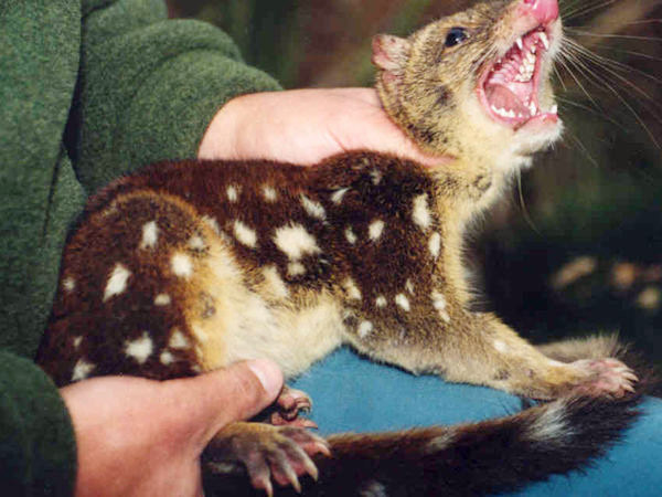 A young male quoll is fitted with a radio collar